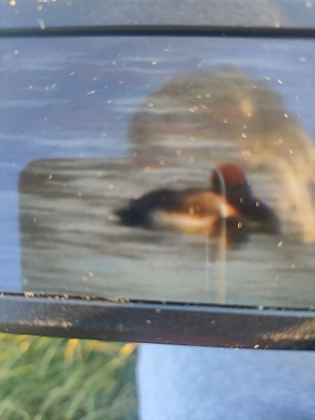 hełmiatka  - Roman Kempa