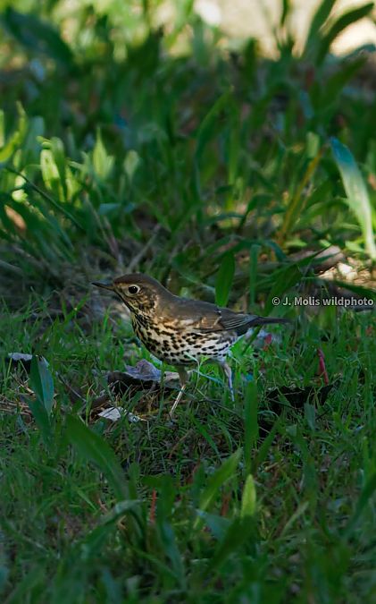 Tord comú  - Jose Molis