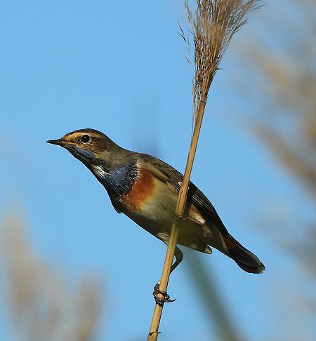 Pettazzurro  - Matteo Faggi