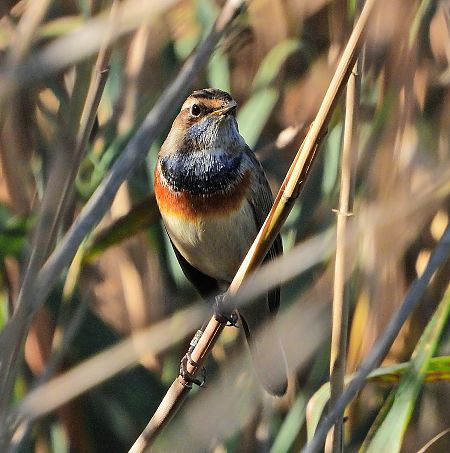 Pettazzurro  - Matteo Faggi