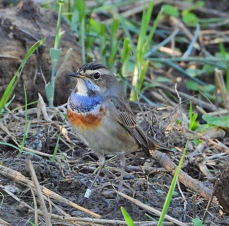 Pettazzurro  - Matteo Faggi