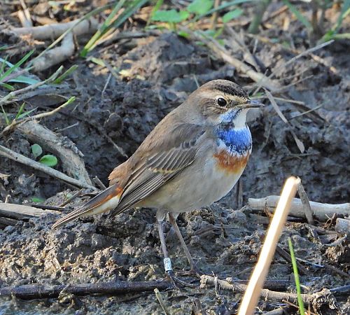 Pettazzurro  - Matteo Faggi