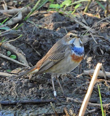 Pettazzurro  - Matteo Faggi