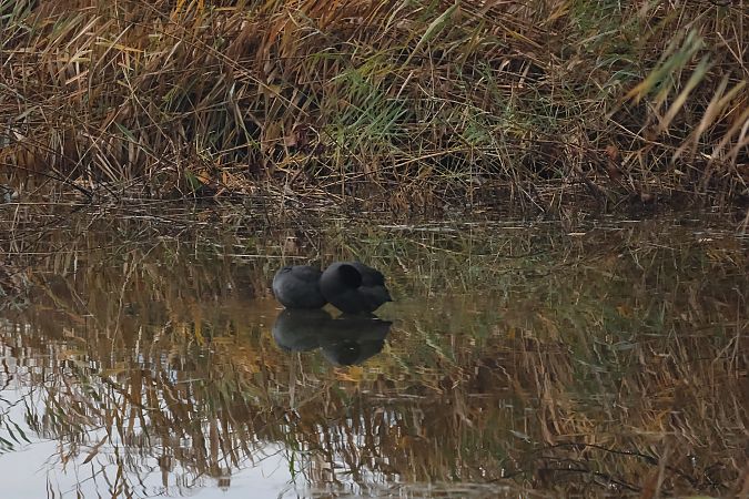 Folaga  - Adelfina Aldrovandi