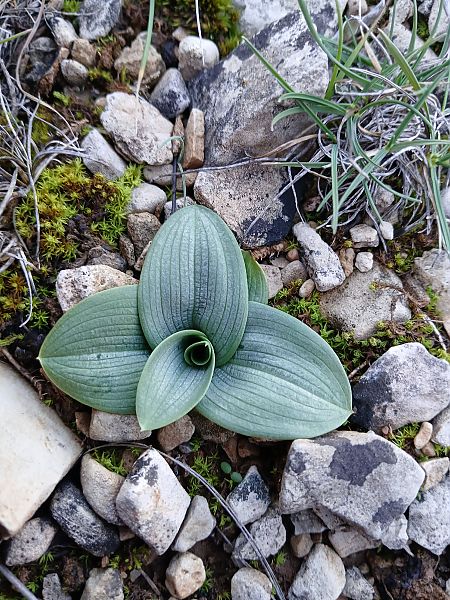 Ophrys indet. group. sphegodes  - Alain Falvard