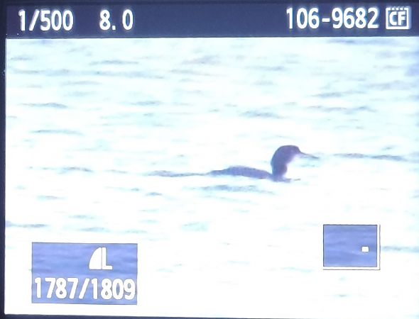 Common Loon  - Tadeusz Sobuś