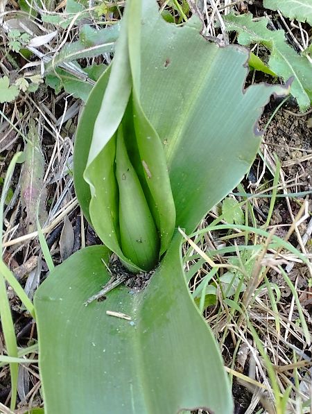 Himantoglossum robertianum  - Gérard Joseph