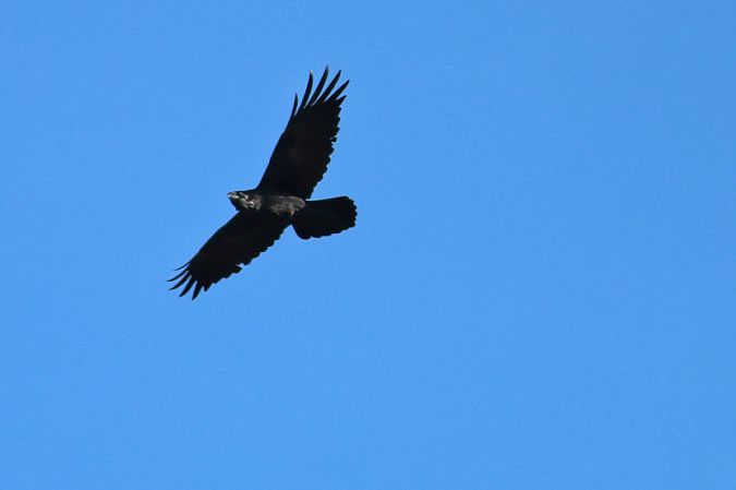 Corvo imperiale  - Stefano Sava