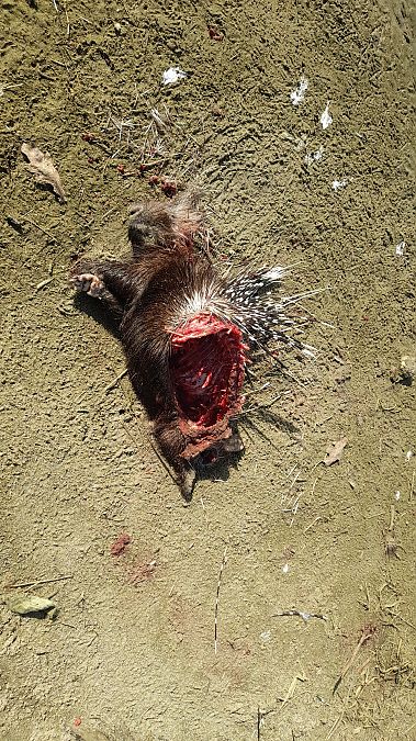 Istrice  - Roberto Lippolis