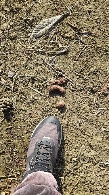 Porc-épic à crête  - Roberto Lippolis