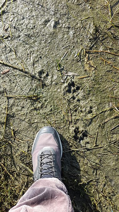 Istrice  - Roberto Lippolis