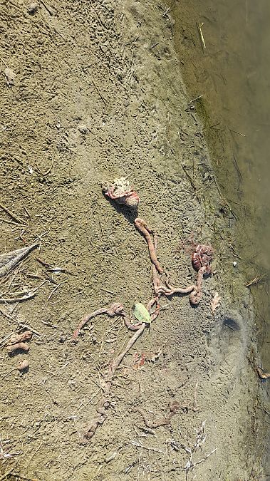 Porc-épic à crête  - Roberto Lippolis