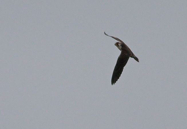sokół wędrowny (ssp. peregrinus / calidus)  - Michał Polakowski