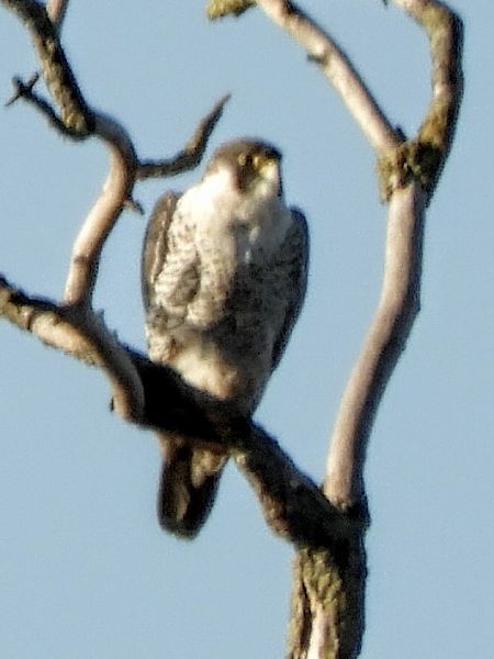 Wanderfalke  - Massimo Tassinari