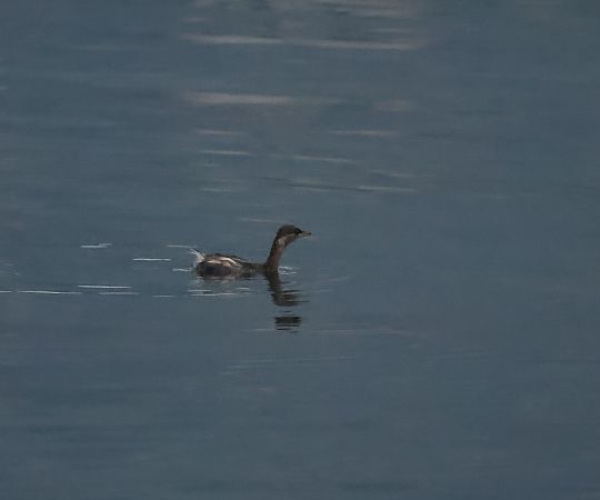 Tuffetto  - Adelfina Aldrovandi