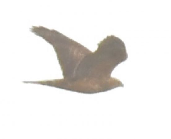 jastrząb  - Paweł Zaniecki