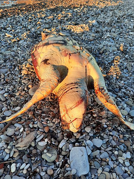 Tartaruga caretta  - Michele Coppola