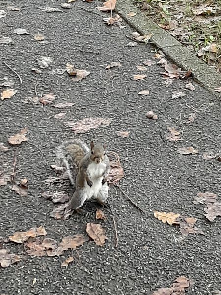 Scoiattolo grigio  - Fabio Lovisetto