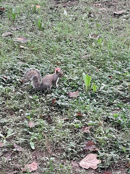 Scoiattolo grigio  - Fabio Lovisetto