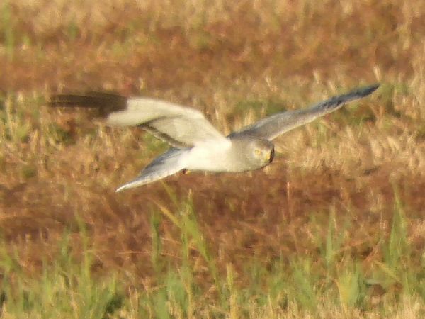 Albanella reale  - Massimo Tassinari
