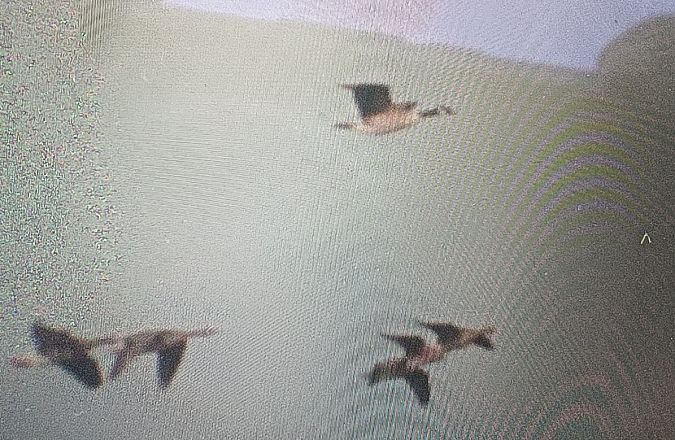 Kanadagans  - Michał Polakowski