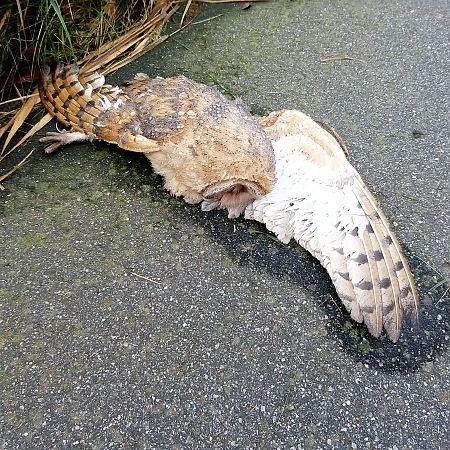 Schleiereule  - Darian Röschard