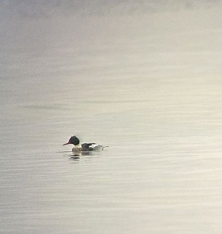 szlachar  - Krzysztof Wawrzyniak