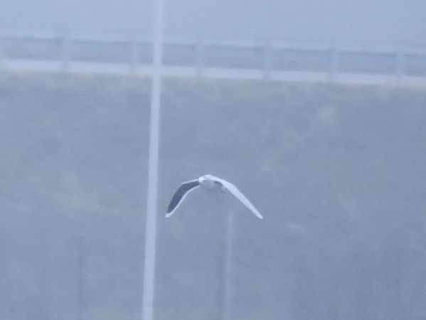 mewa mała  - Natalia Gorczowska