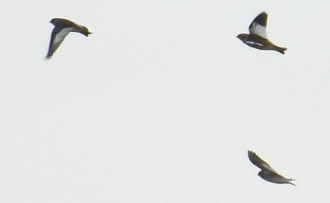 śnieguła  - Paweł Zaniecki