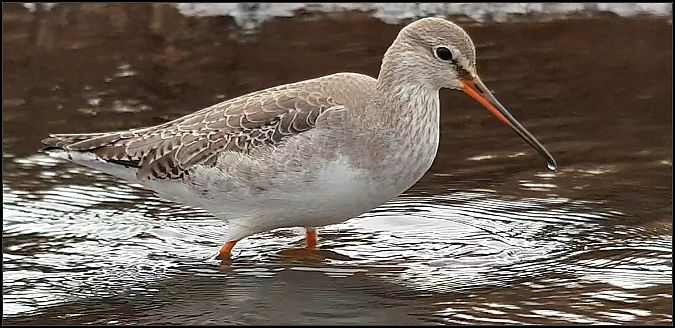 Totano moro  - Giuseppe Di Lieto