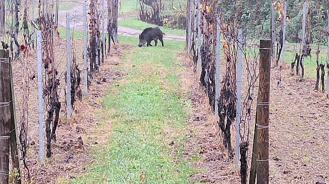 Cinghiale  - Renato Cottalasso