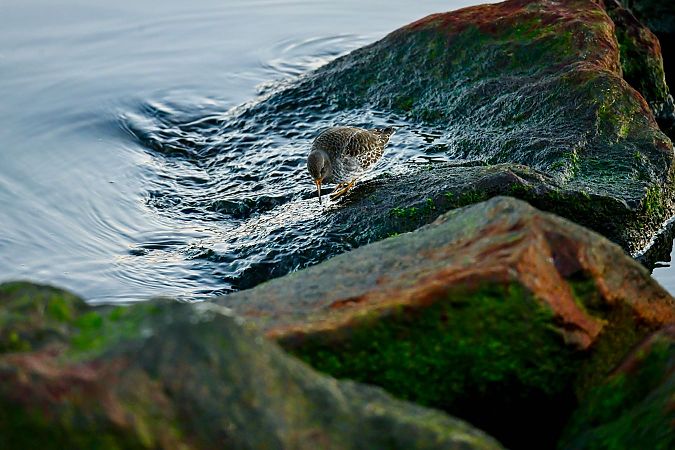 Meerstrandläufer  - Jessy Katschewitz