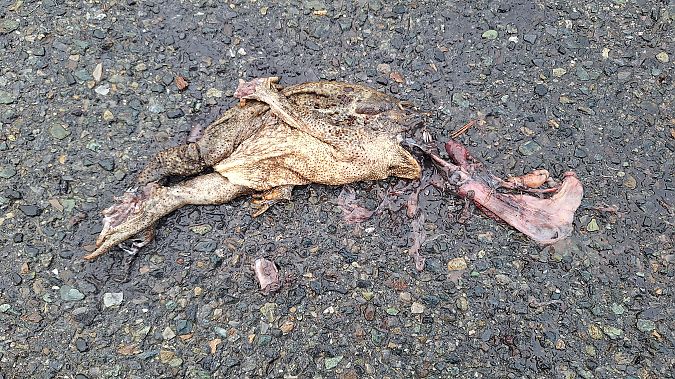 Rospo comune  - Renato Cottalasso