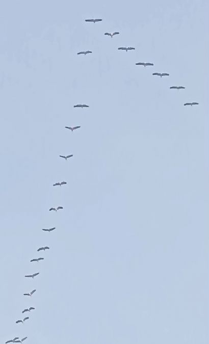 Gru  - Gianluca Congi