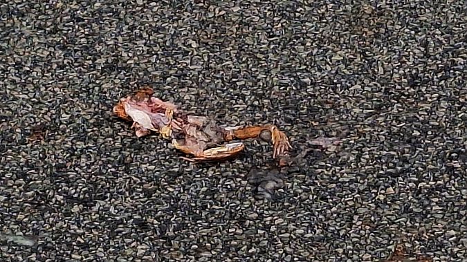 Grenouille rousse  - Renato Cottalasso