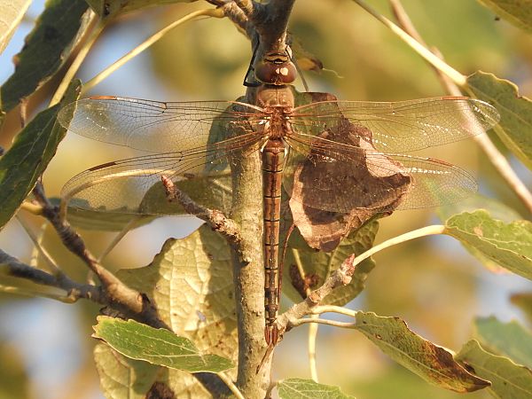 Anax ephippiger  - Massimo Tassinari