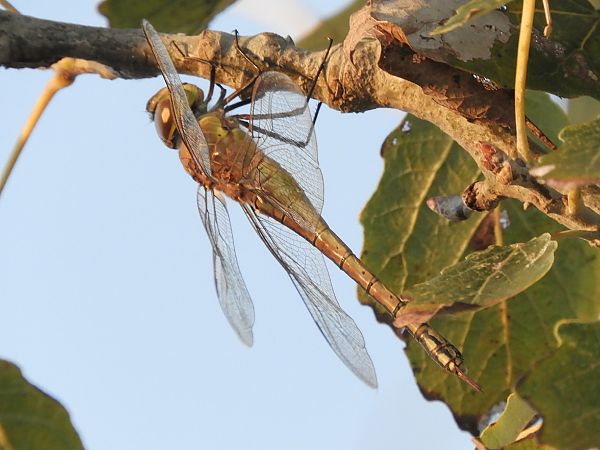 Anax ephippiger  - Massimo Tassinari