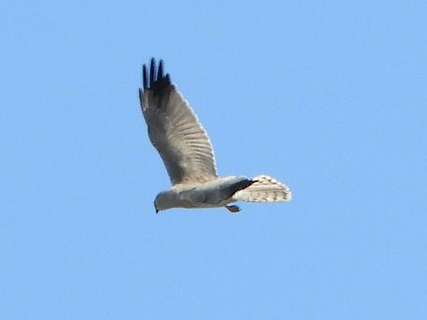 Albanella pallida  - Massimo Tassinari