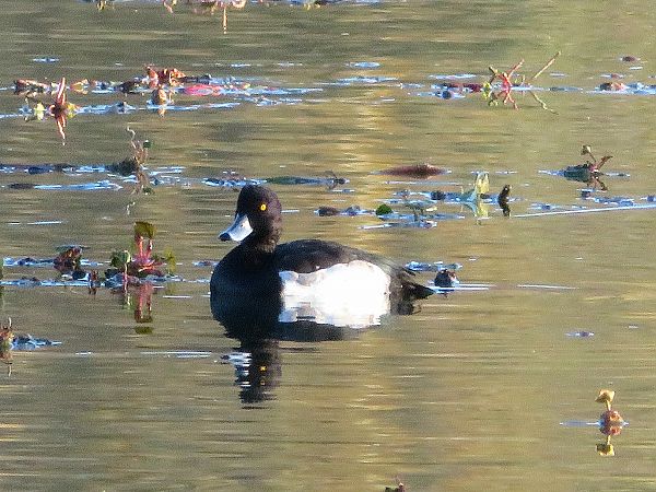 Moretta  - Monica Carabella