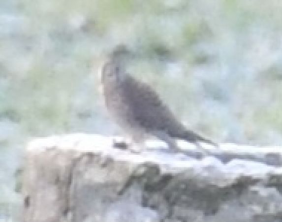 Common Kestrel  - Paweł Zaniecki