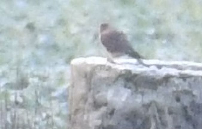 Turmfalke  - Paweł Zaniecki