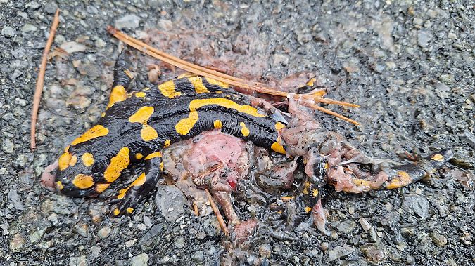 Feuersalamander  - Renato Cottalasso