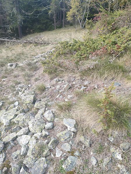 Chopardius pedestris pedestris  - Daniele Baroni