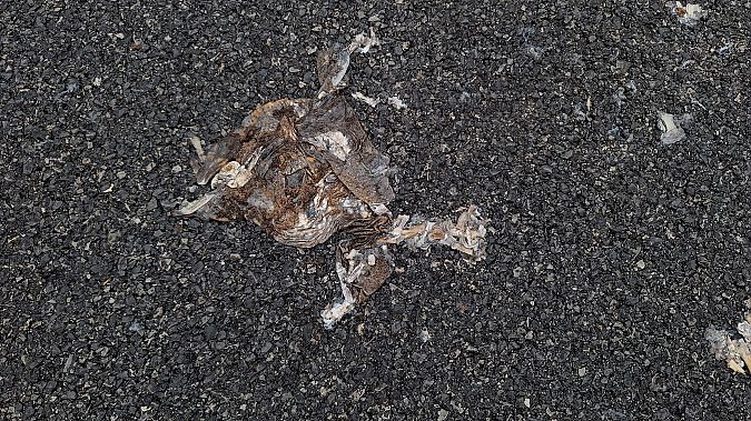 Crapaud commun  - Renato Cottalasso