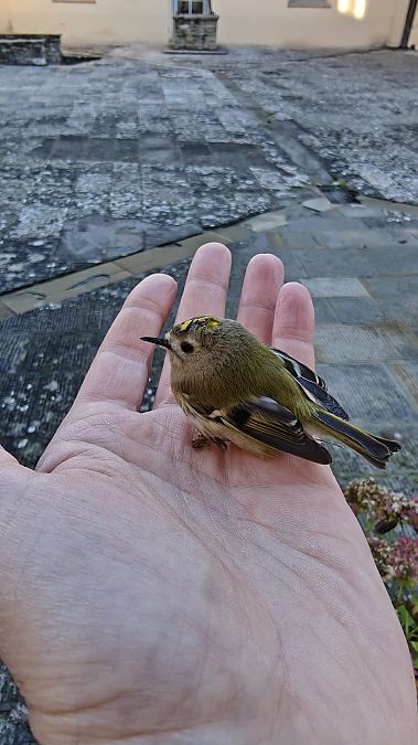 Regolo  - Guido Tellini Florenzano