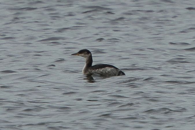 Rothalstaucher  - Konrad Krogmann