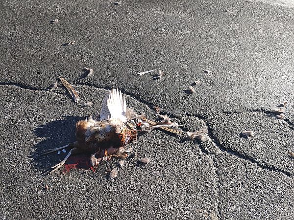 Faisan de Colchide  - Daniele Baroni