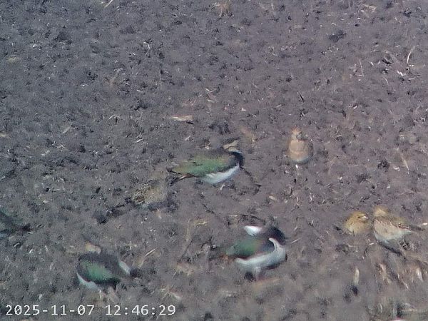 Piviere tortolino  - Massimo Tassinari