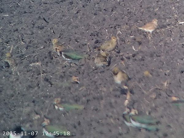 Piviere tortolino  - Massimo Tassinari