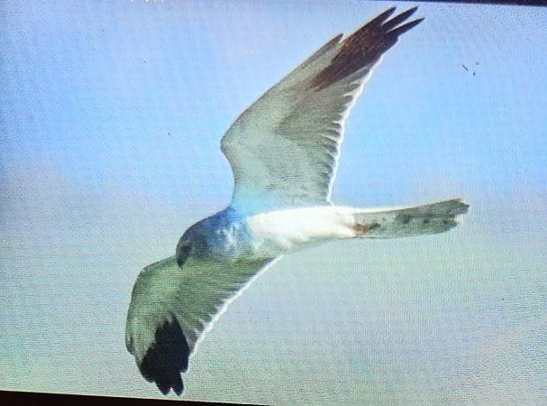 Albanella pallida  - Mauro Fenati